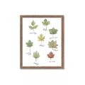 Picture of Leaves Chart _GroupedProduct_Rectangle_Portrait_Mini_ _GroupedProduct_Rectangle_Portrait_Framed_Matted_