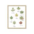 Picture of Leaves Chart _GroupedProduct_Rectangle_Portrait_Mini_ _GroupedProduct_Rectangle_Portrait_Framed_Matted_