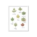 Picture of Leaves Chart _GroupedProduct_Rectangle_Portrait_Mini_ _GroupedProduct_Rectangle_Portrait_Framed_Matted_