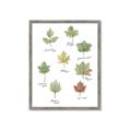 Picture of Leaves Chart _GroupedProduct_Rectangle_Portrait_Mini_ _GroupedProduct_Rectangle_Portrait_Framed_Matted_