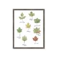 Picture of Leaves Chart _GroupedProduct_Rectangle_Portrait_Mini_ _GroupedProduct_Rectangle_Portrait_Framed_Matted_