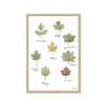Picture of Leaves Chart _GroupedProduct_Rectangle_Portrait_Mini_ _GroupedProduct_Rectangle_Portrait_Framed_Matted_