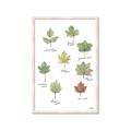 Picture of Leaves Chart _GroupedProduct_Rectangle_Portrait_Mini_ _GroupedProduct_Rectangle_Portrait_Framed_Matted_