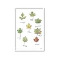 Picture of Leaves Chart _GroupedProduct_Rectangle_Portrait_Mini_ _GroupedProduct_Rectangle_Portrait_Framed_Matted_