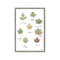 Picture of Leaves Chart _GroupedProduct_Rectangle_Portrait_Mini_ _GroupedProduct_Rectangle_Portrait_Framed_Matted_