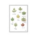 Picture of Leaves Chart _GroupedProduct_Rectangle_Portrait_Mini_ _GroupedProduct_Rectangle_Portrait_Framed_Matted_