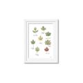 Picture of Leaves Chart _GroupedProduct_Rectangle_Portrait_Mini_ _GroupedProduct_Rectangle_Portrait_Framed_Matted_