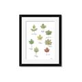 Picture of Leaves Chart _GroupedProduct_Rectangle_Portrait_Mini_ _GroupedProduct_Rectangle_Portrait_Framed_Matted_