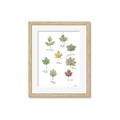 Picture of Leaves Chart _GroupedProduct_Rectangle_Portrait_Mini_ _GroupedProduct_Rectangle_Portrait_Framed_Matted_