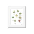 Picture of Leaves Chart _GroupedProduct_Rectangle_Portrait_Mini_ _GroupedProduct_Rectangle_Portrait_Framed_Matted_