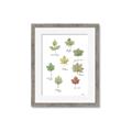 Picture of Leaves Chart _GroupedProduct_Rectangle_Portrait_Mini_ _GroupedProduct_Rectangle_Portrait_Framed_Matted_