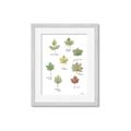 Picture of Leaves Chart _GroupedProduct_Rectangle_Portrait_Mini_ _GroupedProduct_Rectangle_Portrait_Framed_Matted_