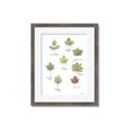 Picture of Leaves Chart _GroupedProduct_Rectangle_Portrait_Mini_ _GroupedProduct_Rectangle_Portrait_Framed_Matted_