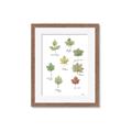 Picture of Leaves Chart _GroupedProduct_Rectangle_Portrait_Mini_ _GroupedProduct_Rectangle_Portrait_Framed_Matted_