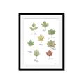 Picture of Leaves Chart _GroupedProduct_Rectangle_Portrait_Mini_ _GroupedProduct_Rectangle_Portrait_Framed_Matted_