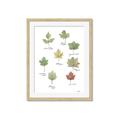 Picture of Leaves Chart _GroupedProduct_Rectangle_Portrait_Mini_ _GroupedProduct_Rectangle_Portrait_Framed_Matted_