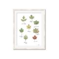 Picture of Leaves Chart _GroupedProduct_Rectangle_Portrait_Mini_ _GroupedProduct_Rectangle_Portrait_Framed_Matted_