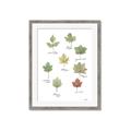 Picture of Leaves Chart _GroupedProduct_Rectangle_Portrait_Mini_ _GroupedProduct_Rectangle_Portrait_Framed_Matted_