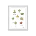 Picture of Leaves Chart _GroupedProduct_Rectangle_Portrait_Mini_ _GroupedProduct_Rectangle_Portrait_Framed_Matted_
