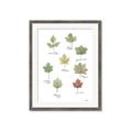 Picture of Leaves Chart _GroupedProduct_Rectangle_Portrait_Mini_ _GroupedProduct_Rectangle_Portrait_Framed_Matted_