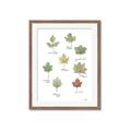 Picture of Leaves Chart _GroupedProduct_Rectangle_Portrait_Mini_ _GroupedProduct_Rectangle_Portrait_Framed_Matted_