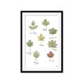 Picture of Leaves Chart _GroupedProduct_Rectangle_Portrait_Mini_ _GroupedProduct_Rectangle_Portrait_Framed_Matted_