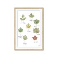 Picture of Leaves Chart _GroupedProduct_Rectangle_Portrait_Mini_ _GroupedProduct_Rectangle_Portrait_Framed_Matted_