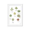 Picture of Leaves Chart _GroupedProduct_Rectangle_Portrait_Mini_ _GroupedProduct_Rectangle_Portrait_Framed_Matted_