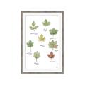 Picture of Leaves Chart _GroupedProduct_Rectangle_Portrait_Mini_ _GroupedProduct_Rectangle_Portrait_Framed_Matted_