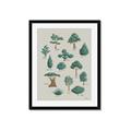 Picture of Trees Chart _GroupedProduct_Rectangle_Portrait_Mini_ _GroupedProduct_Rectangle_Portrait_Framed_Matted_