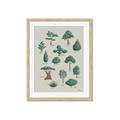 Picture of Trees Chart _GroupedProduct_Rectangle_Portrait_Mini_ _GroupedProduct_Rectangle_Portrait_Framed_Matted_