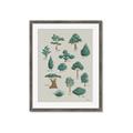 Picture of Trees Chart _GroupedProduct_Rectangle_Portrait_Mini_ _GroupedProduct_Rectangle_Portrait_Framed_Matted_