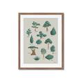 Picture of Trees Chart _GroupedProduct_Rectangle_Portrait_Mini_ _GroupedProduct_Rectangle_Portrait_Framed_Matted_