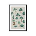 Picture of Trees Chart _GroupedProduct_Rectangle_Portrait_Mini_ _GroupedProduct_Rectangle_Portrait_Framed_Matted_