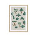 Picture of Trees Chart _GroupedProduct_Rectangle_Portrait_Mini_ _GroupedProduct_Rectangle_Portrait_Framed_Matted_