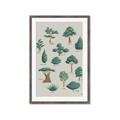 Picture of Trees Chart _GroupedProduct_Rectangle_Portrait_Mini_ _GroupedProduct_Rectangle_Portrait_Framed_Matted_