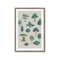 Picture of Trees Chart _GroupedProduct_Rectangle_Portrait_Mini_ _GroupedProduct_Rectangle_Portrait_Framed_Matted_