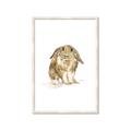 Picture of Shy Bunnies _GroupedProduct_Rectangle_Portrait_Mini_ _GroupedProduct_Rectangle_Portrait_Framed_Matted_