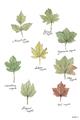 Picture of Leaves Chart _GroupedProduct_Rectangle_Portrait_Mini_ _GroupedProduct_Rectangle_Portrait_Unframed_Print_Only_