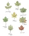 Picture of Leaves Chart _GroupedProduct_Rectangle_Portrait_Mini_ _GroupedProduct_Rectangle_Portrait_Unframed_Print_Only_