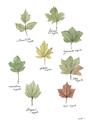 Picture of Leaves Chart _GroupedProduct_Rectangle_Portrait_Mini_ _GroupedProduct_Rectangle_Portrait_Unframed_Print_Only_