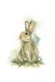 Picture of Sweety Rabbit _GroupedProduct_Rectangle_Portrait_Mini_ _GroupedProduct_Rectangle_Portrait_Unframed_Print_Only_