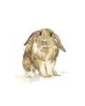 Picture of Shy Bunnies _GroupedProduct_Rectangle_Portrait_Mini_ _GroupedProduct_Rectangle_Portrait_Unframed_Print_Only_