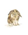 Picture of Shy Bunnies _GroupedProduct_Rectangle_Portrait_Mini_ _GroupedProduct_Rectangle_Portrait_Unframed_Print_Only_