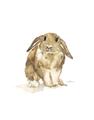 Picture of Shy Bunnies _GroupedProduct_Rectangle_Portrait_Mini_ _GroupedProduct_Rectangle_Portrait_Unframed_Print_Only_