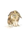 Picture of Shy Bunnies _GroupedProduct_Rectangle_Portrait_Mini_ _GroupedProduct_Rectangle_Portrait_Unframed_Print_Only_
