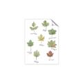Picture of Leaves Chart _GroupedProduct_Rectangle_Portrait_Mini_ _GroupedProduct_Rectangle_Portrait_Unframed_Print_Only_