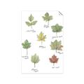 Picture of Leaves Chart _GroupedProduct_Rectangle_Portrait_Mini_ _GroupedProduct_Rectangle_Portrait_Unframed_Print_Only_