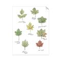 Picture of Leaves Chart _GroupedProduct_Rectangle_Portrait_Mini_ _GroupedProduct_Rectangle_Portrait_Unframed_Print_Only_