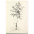 Picture of Tall Tree II _GroupedProduct_Rectangle_Portrait_Canvas_